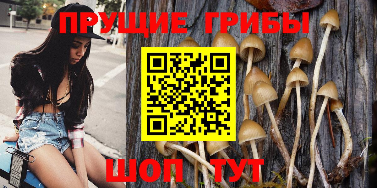 Кировск  Псилоцибиновые грибы GOLDEN TEACHER  Вход с VPN 